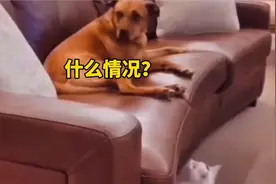 狗子：太奶啊，你不要开这种玩笑。视频封面