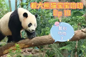 新加坡出生的第一只大熊猫宝宝叻叻探访记19 我们和叻叻告别第3集视频封面