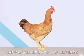 国产神剧惊现美女保镖，这动作戏给我看爽了~视频封面