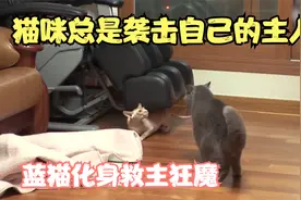 性格暴躁的猫咪总是袭击自己的主人，得知原因后，竟令人感动视频封面