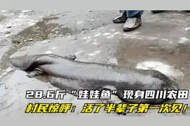 28.6斤“娃娃鱼”现身四川农田，村民惊呼：活了半辈子第一次见！视频封面