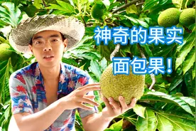揭秘太平洋神奇的果实面包果，它原来是这个味道！