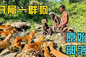 哈扎比部落荒野求生，用到的工具虽然原始，却堪称户外生存教科书视频封面
