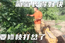 葡萄树长了好多枝条太密了，给它打叉修下枝，小菜园也要搭架子了