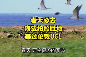 春天必去！海边拍照胜地，美过伦敦UCL视频封面