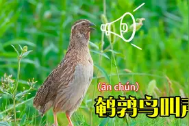 鹌鹑（ān chún）鸟叫声，鹌鹑不仅可爱，叫声还很萌，值得欣赏视频封面