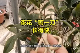 茶花开完花，这里“剪一刀”，发芽多长得快