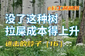 三倍体毛白杨：攻关15年突破的树，繁育技术限制出口！