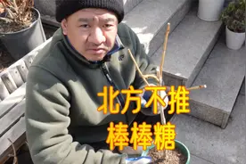 北方花友为什么不推荐？大花绣球棒棒糖户外越冬困难多