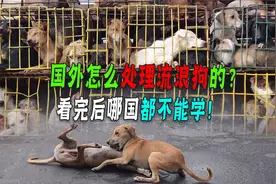 国外怎么处理流浪狗的？看完处理方式，哪一个都难效仿都太残忍了