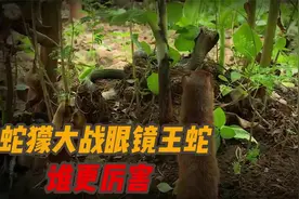 蛇獴大战眼睛王蛇，最终眼睛王蛇成为这场战争的失败者视频封面