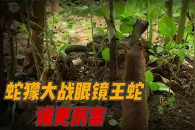 蛇獴大战眼睛王蛇，最终眼睛王蛇成为这场战争的失败者视频封面