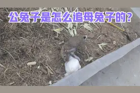 公兔和母兔是怎么谈恋爱的？看看我家公兔子最后得手了吗？