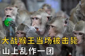 人猴大战猴王当场被击毙，峨眉山上乱作一团，猴子该何去何从视频封面