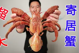 超大真寄居蟹，屁股里藏的全是精华，一口下去会爆浆视频封面