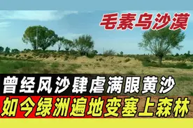 治沙造林除穷根！曾经风沙肆虐，如今却绿洲遍地变塞上森林