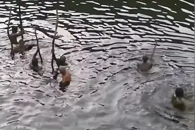 纪录片：非洲食盐的开采过程，从盐湖里挖出黑淤泥，晒干后直接吃视频封面