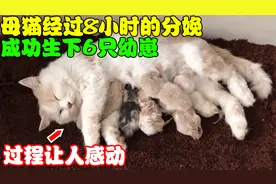 母猫经过8小时的生产，成功产下6只小猫，看完过程才明白母爱伟大视频封面