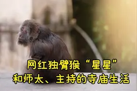 网红独臂猴“星星”和师太、主持的寺庙生活视频封面