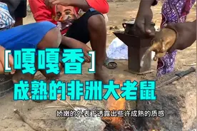 非洲农村特色老鼠肉，两斤多的老鼠嘎嘎香视频封面