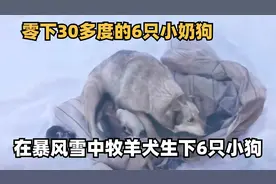 零下30多度，牧区的牧羊犬把狗崽生在外面，差点就冻没了！
