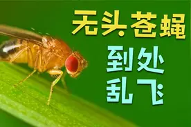 苍蝇为啥把自己的头拧下来玩？无头苍蝇为何还能存活一段时间？视频封面