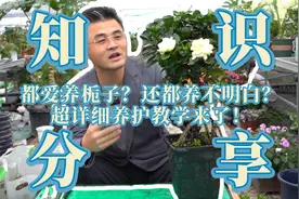 都爱养栀子？还都养不明白？超详细养护教学来了！视频封面