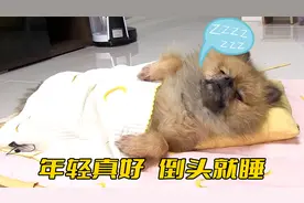 这条狗走到哪躺到哪，主人以为它生病了，医生的话却让人意外
