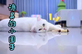 小猫咪突然变得异常，躲在房间里吃老鼠？