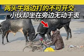 小伙坐在路边看着近在咫尺的两头公牛打架，这究竟是怎么回事？视频封面