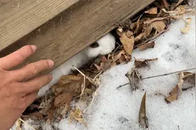 公园石缝救助一只小猫咪 小学生藏得书包里发现龙战士星源2视频封面