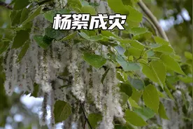 杨絮满天飞，为什么小时候没有？始作俑者毛白杨真的来自日本吗？