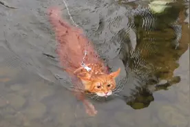 缅因猫真的好会游泳啊！猫型大航母啊...视频封面