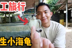 阿龙到海龟保护中心做义工，看小海龟如何孵化？帮助放生回归大海视频封面