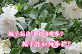 栀子花出了名的难养？栀子花如何养护？视频封面