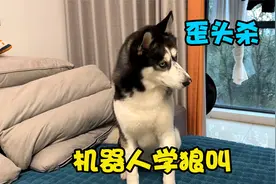 小爱同学当二哈面学狼叫，不料傻狗面对神秘声音，反应竟如此出格