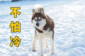 哈士奇，为什么不怕冷？