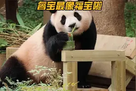 睿宝和福宝一样聪明，知道用假装睡觉来掩饰自己的行动。