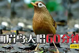 母画眉鸟叫声，大唱60分钟，值得收藏欣赏！