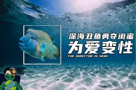 深海丑鱼勇夺闺蜜，为爱变性视频封面