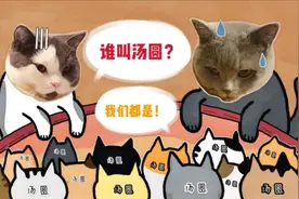 猫咪常用名TOP10！你家主子的重名率有多高？视频封面