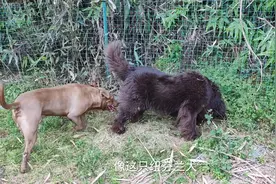 宠物狗什么时候相亲成功率最高，比特犬现场演示视频封面