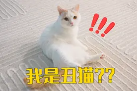 白猫好看，三花猫丑？在猫界却恰恰相反视频封面