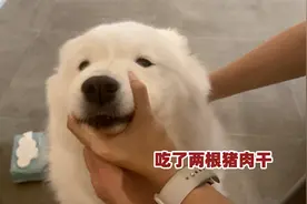 萨摩耶软糖吃肉干生病，爸妈一齐上手喂药，还是小时候的配方