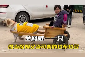 拉布拉多每天拉车接送小主人上下学，同学们都羡慕坏了！视频封面