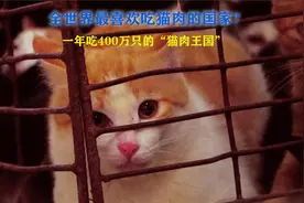 全世界最喜欢食用猫肉的国家？视频封面