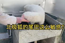 北极狐的尾巴好敏感呀，摸一下就哇哇大叫，叫声也挺特别！视频封面