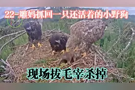22-雕妈抓回一只还活着的小野狗，现场拔毛宰杀掉视频封面