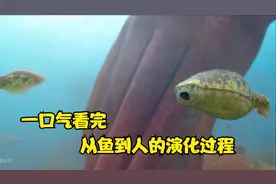 一口气看完从鱼到人的演化过程