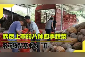秋后大量上市的八种应季蔬菜，不仅价格便宜，农药残留基本为零视频封面